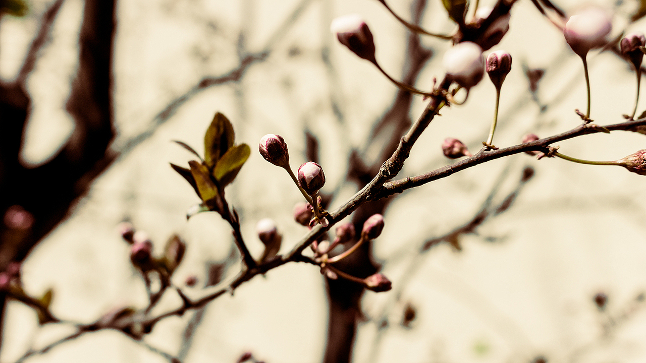 人间四月花漫天