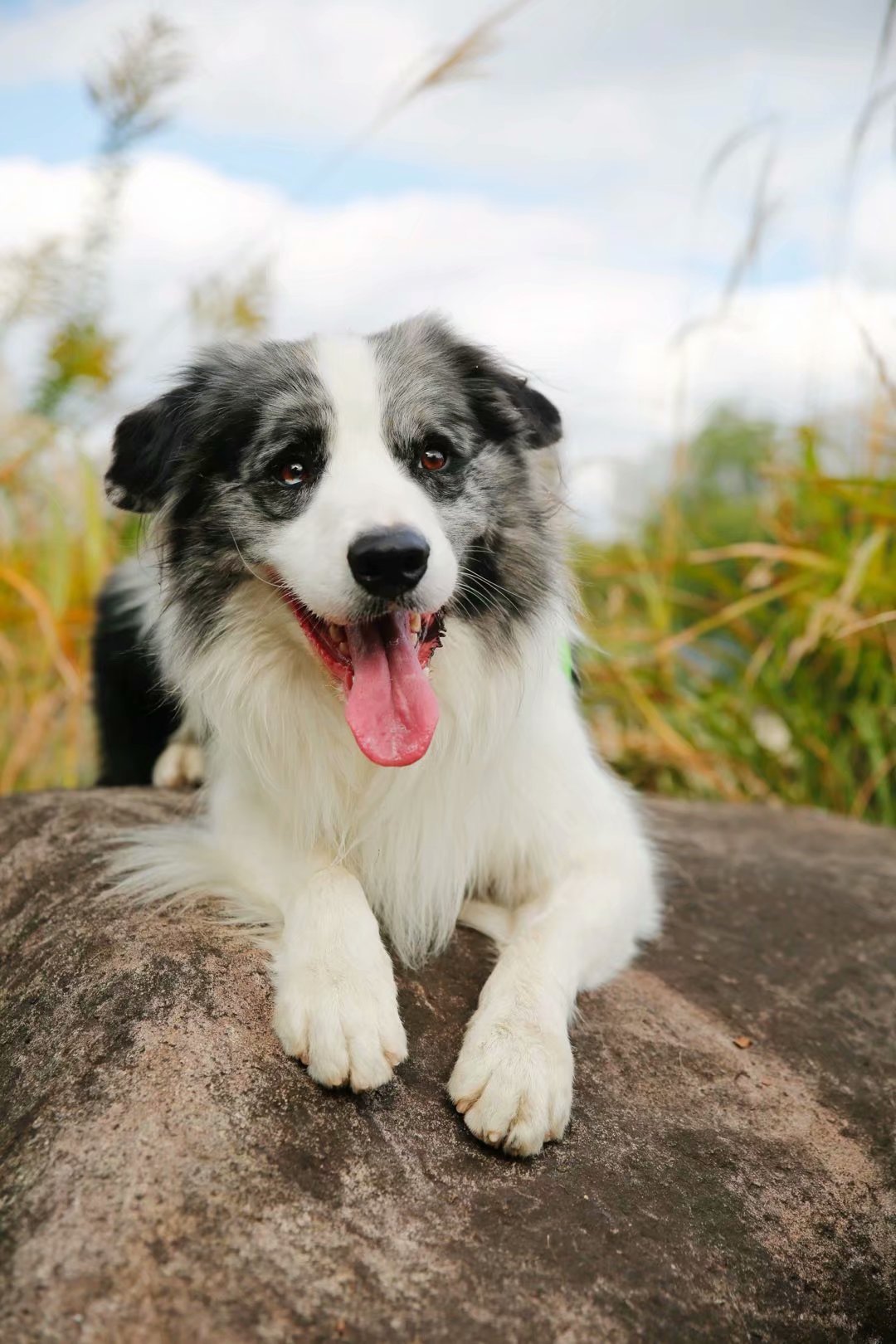 宠物照片|摄影|宠物摄影|zpping123 - 原创作品 - 站酷 (zcool)