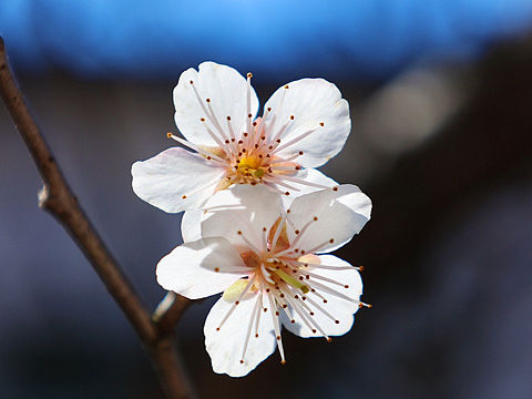 摄影.春日樱桃花开