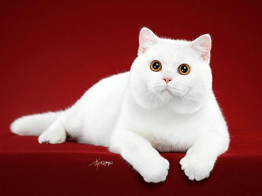 英国短毛猫