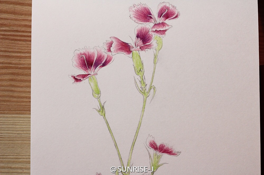 石竹花彩铅手绘