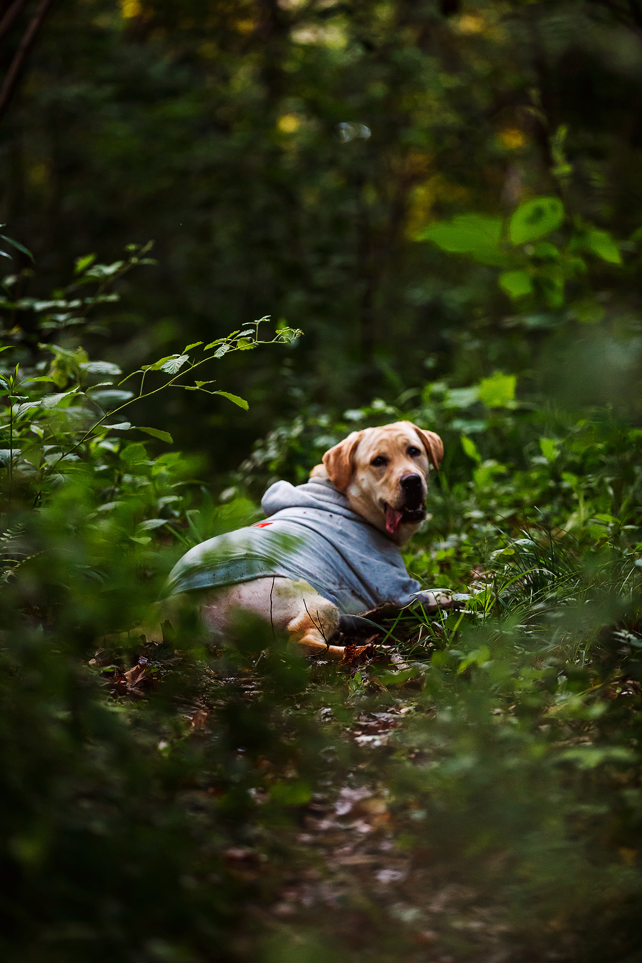 宠物摄影-朵朵的小森系|摄影|动物|277241214 - 原创作品 - 站酷