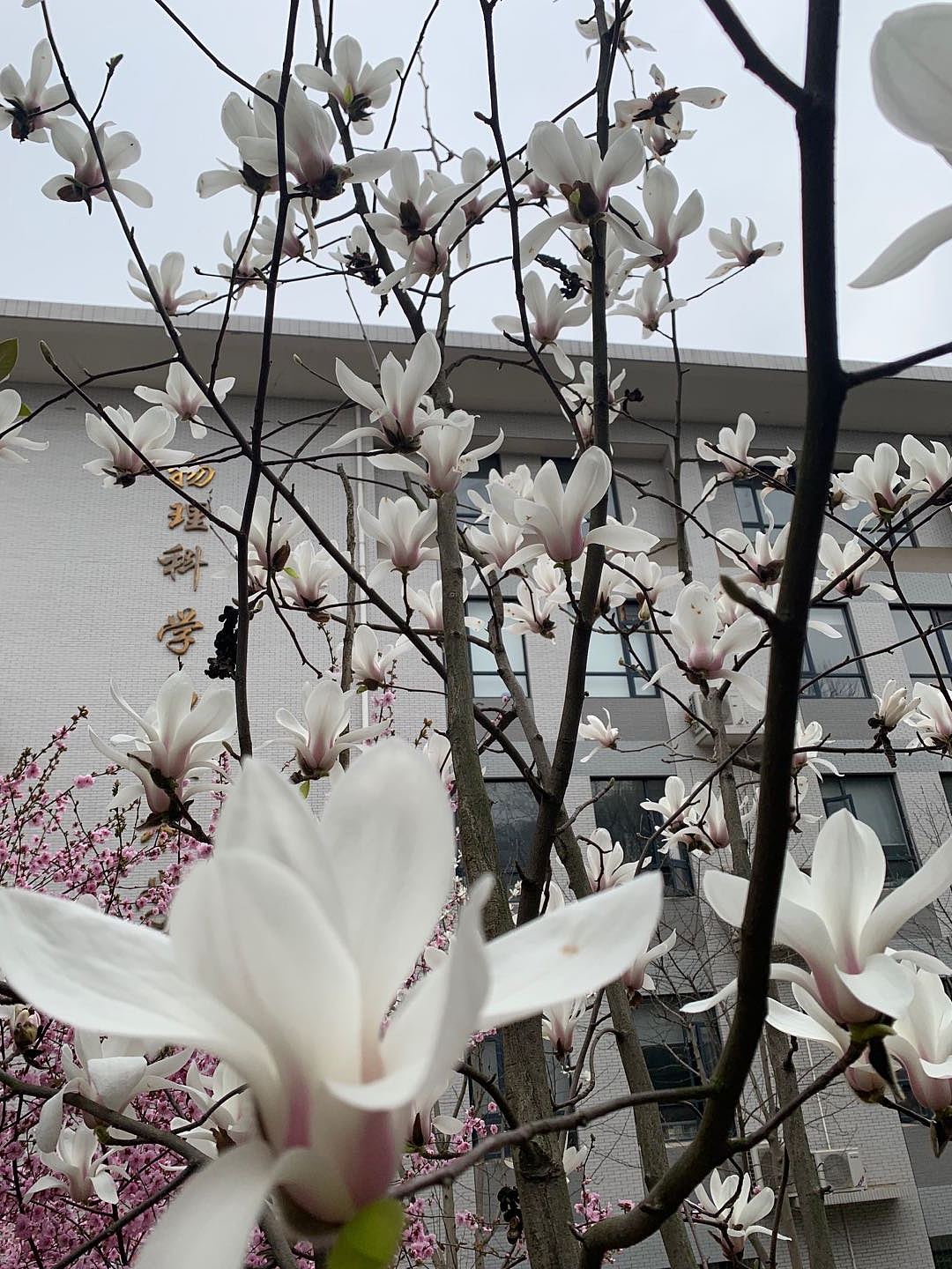 宿露发清香，初阳动暄妍（图ZMTU2OTU5MzQw） - 环境/建筑摄影 - 站酷设计师爱唱歌的设计汪原创素材 - 站酷ZCOOL