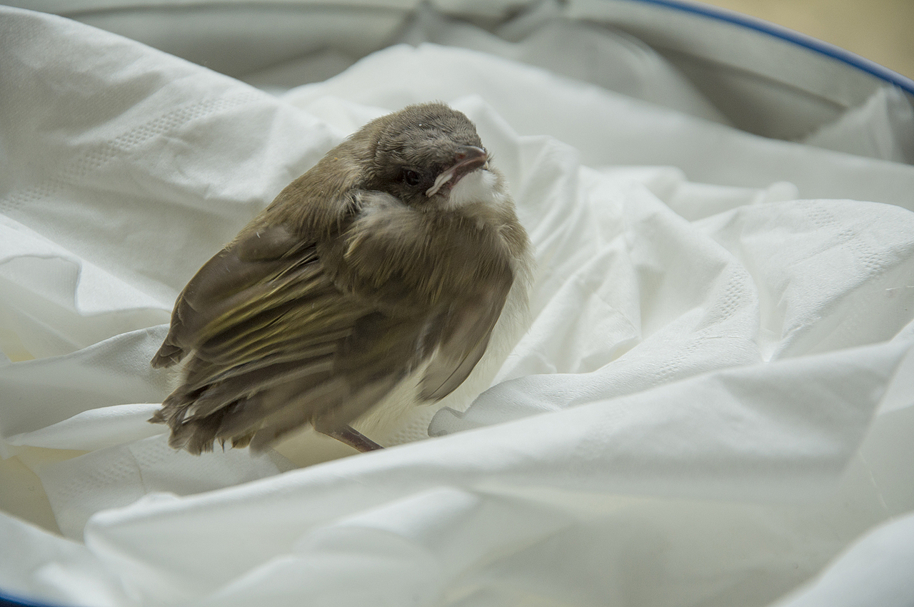 我家喵小奇。O(∩_∩)O哈哈~