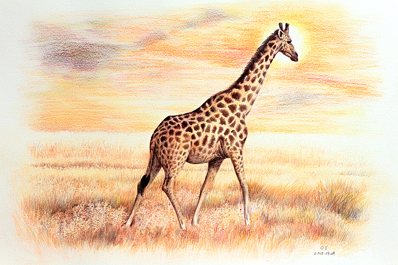 oy手绘:长颈鹿