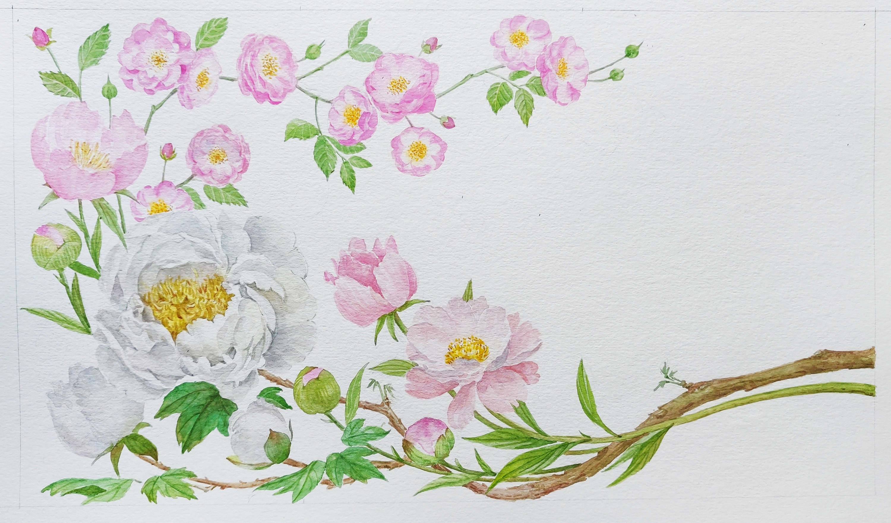 十二月花神之四月花神 牡丹花 芍药 蔷薇花