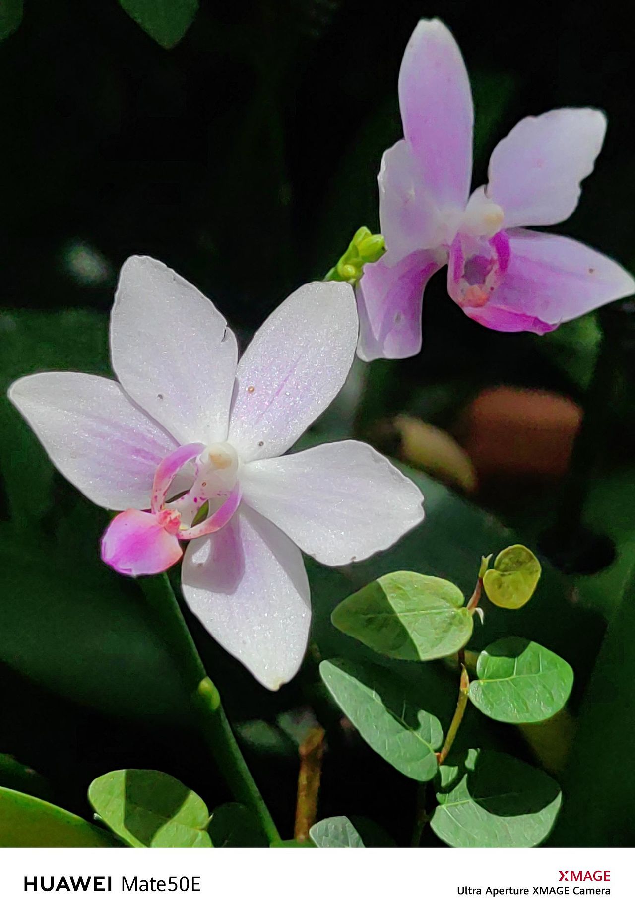 南宁青秀山随手拍