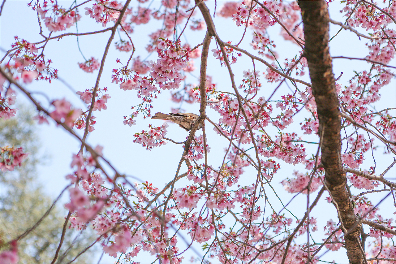 ｛海德娜娜｝东京早樱（图ZNzY4NzQwNTY=） - 风光摄影 - 站酷设计师hidenana海德娜娜原创素材 - 站酷ZCOOL