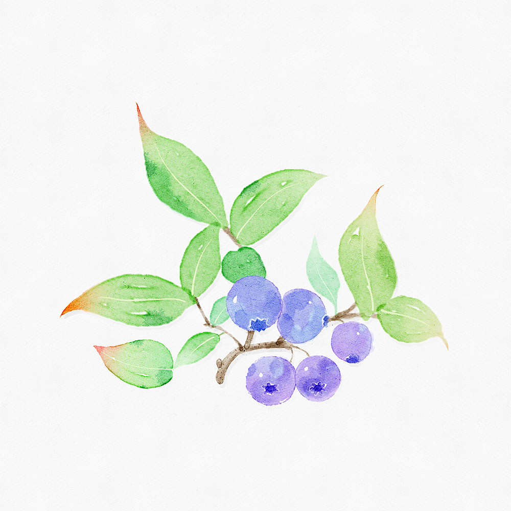 小清新水彩作品蔬菜水果花花草草