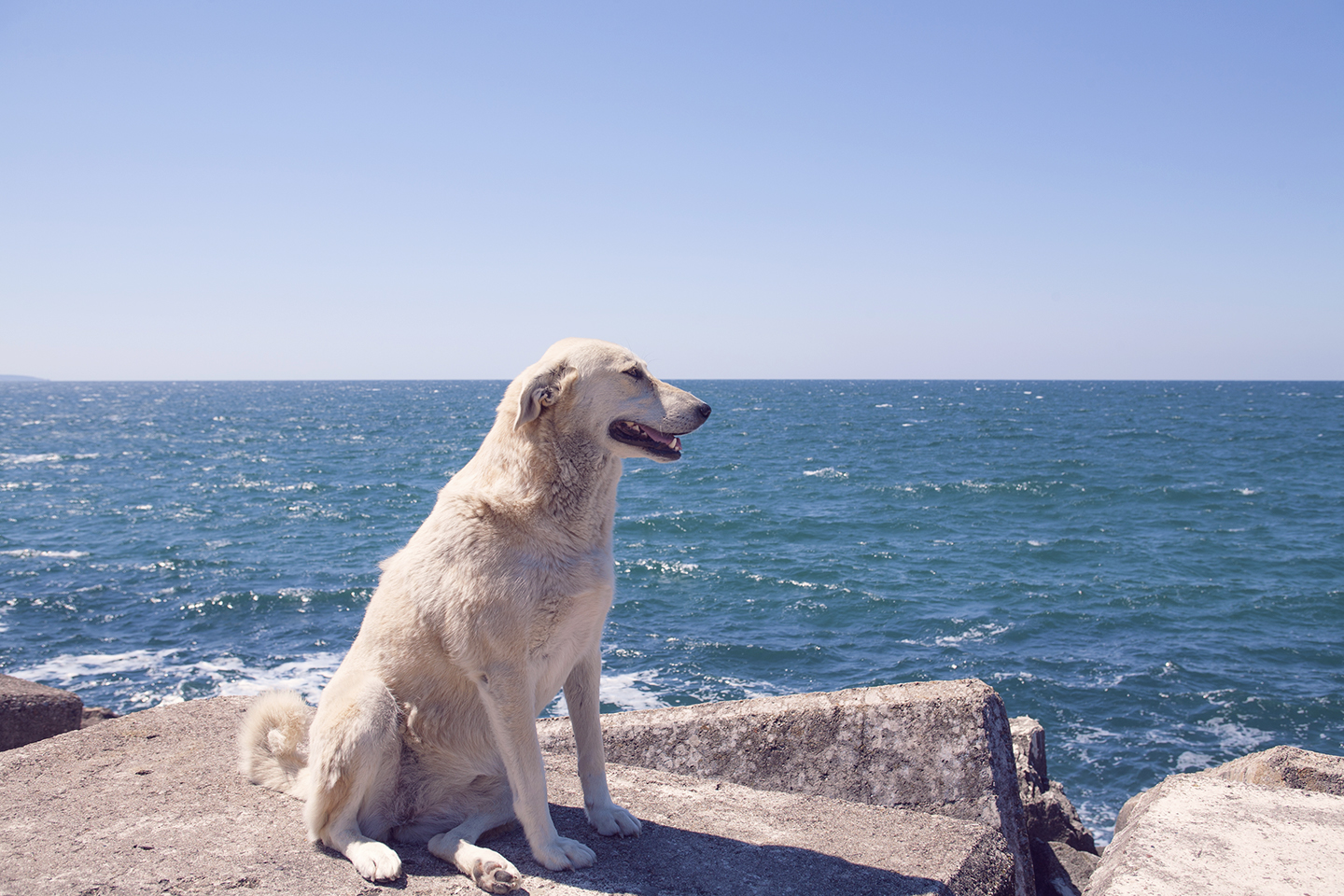狗狗看海的背影图片图片