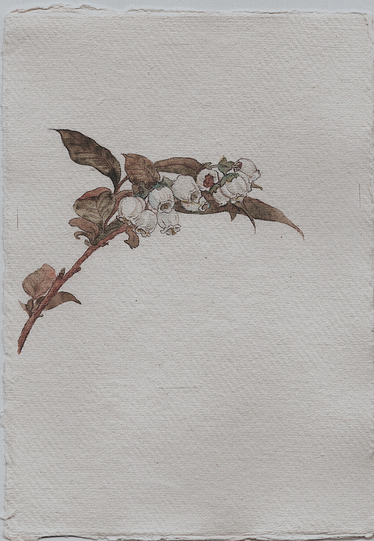 植物说（图ZMjA2MTI1OTQ4） - 艺术插画 - 站酷设计师AMENGA原创素材 - 站酷ZCOOL