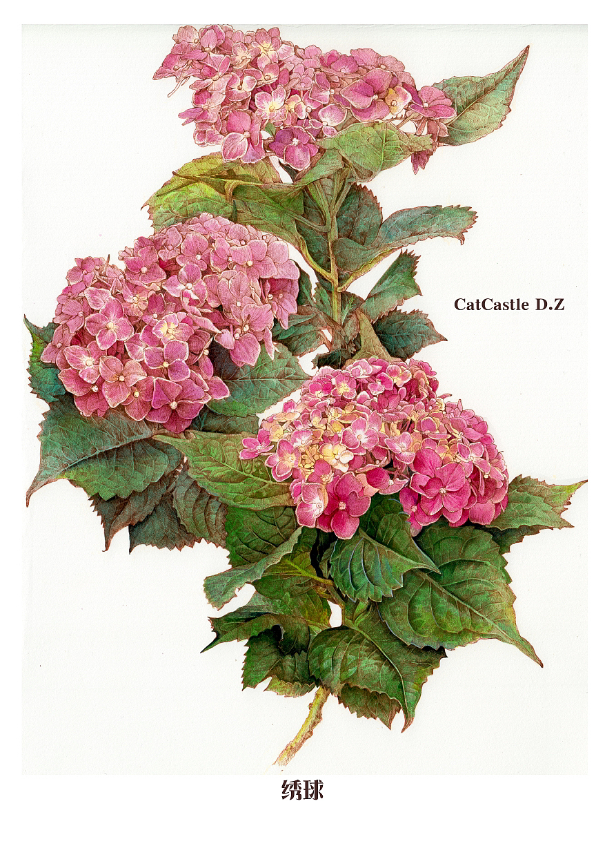 蘸水笔针管笔｜绣球花开（图ZMzUxNjI1ODY4） - 艺术插画 - 站酷设计师CatCastleDZ原创素材 - 站酷ZCOOL