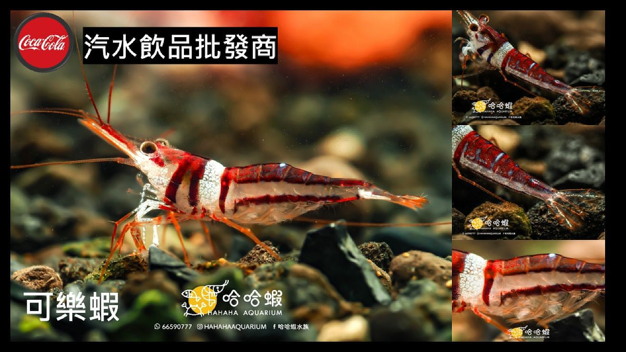 尋求長期合作的設計和插畫師,為我的水族店做品牌設計