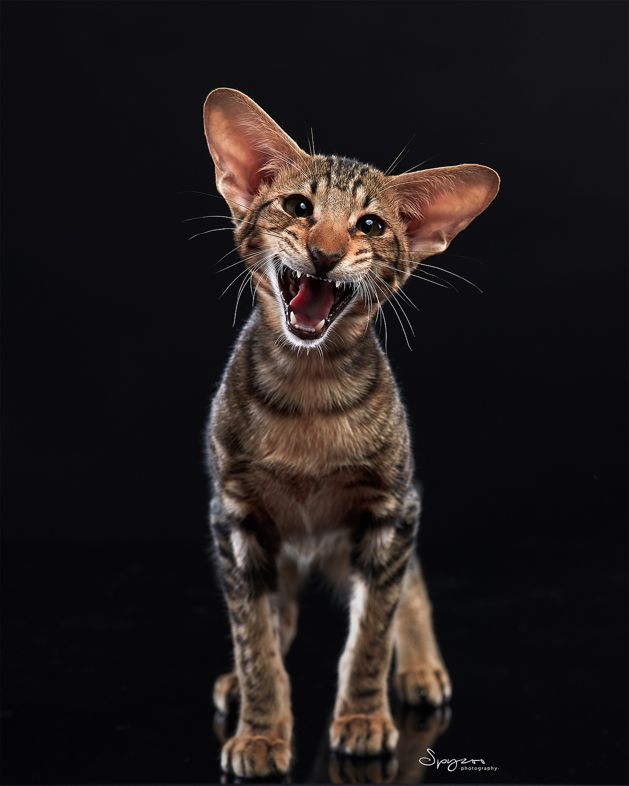 东方短毛猫天津影棚拍攝九月