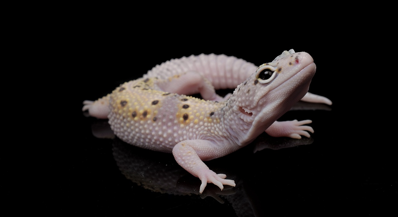 豹纹守宫_自养_写真