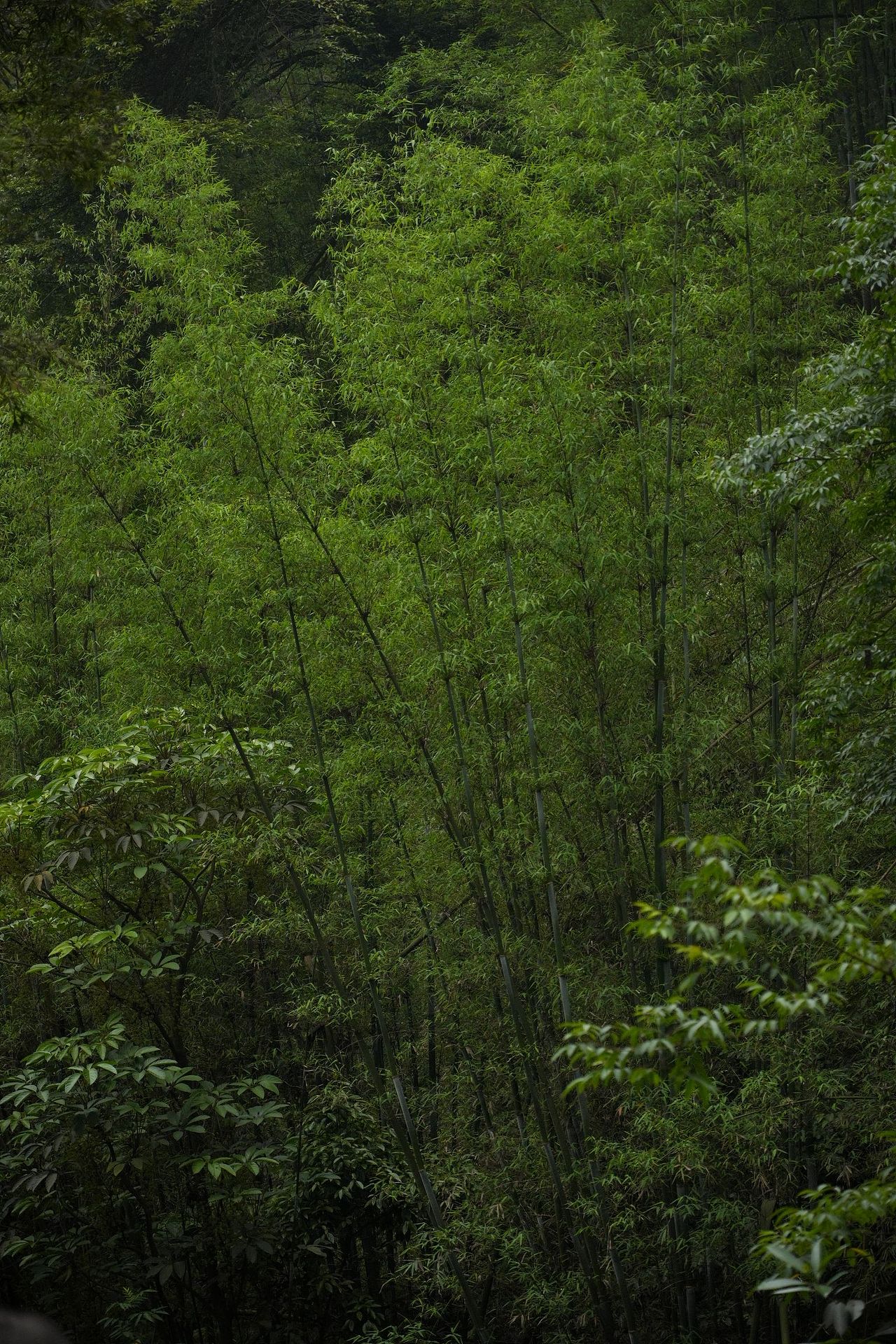 风景摄影||夏季||蜀南竹海清凉意（图ZMzY5NDE1Njc2） - 风光摄影 - 站酷设计师石芥原创素材 - 站酷ZCOOL