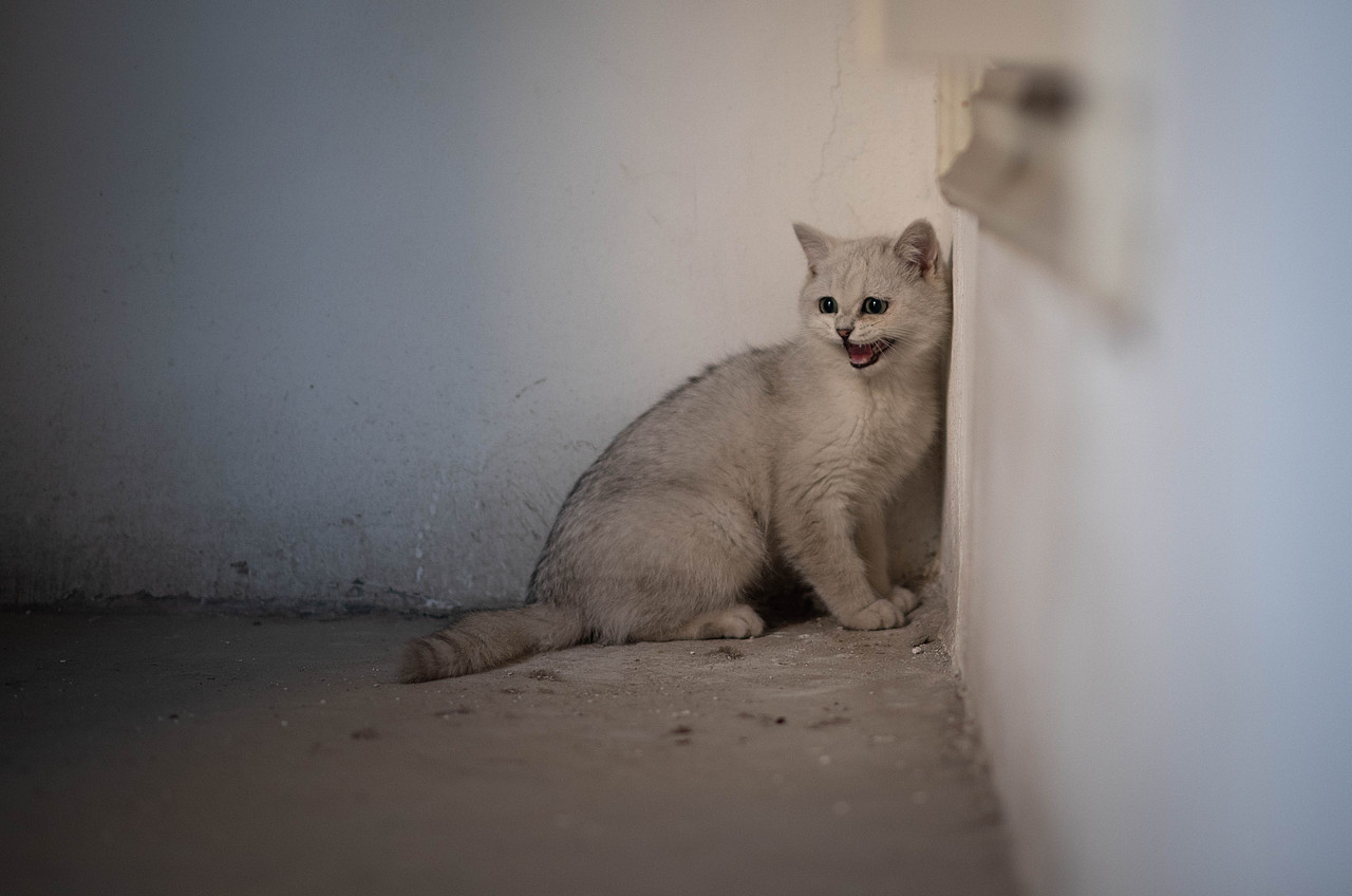 一只躲在墙角的银渐层