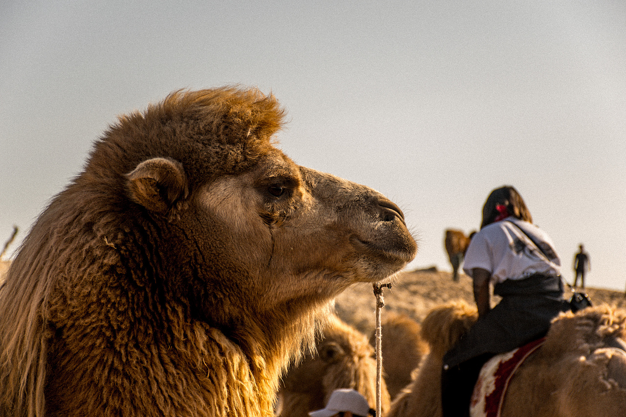 沙漠骆驼🐫|摄影|宠物摄影|董哞哞_原创作品-站酷ZCOOL