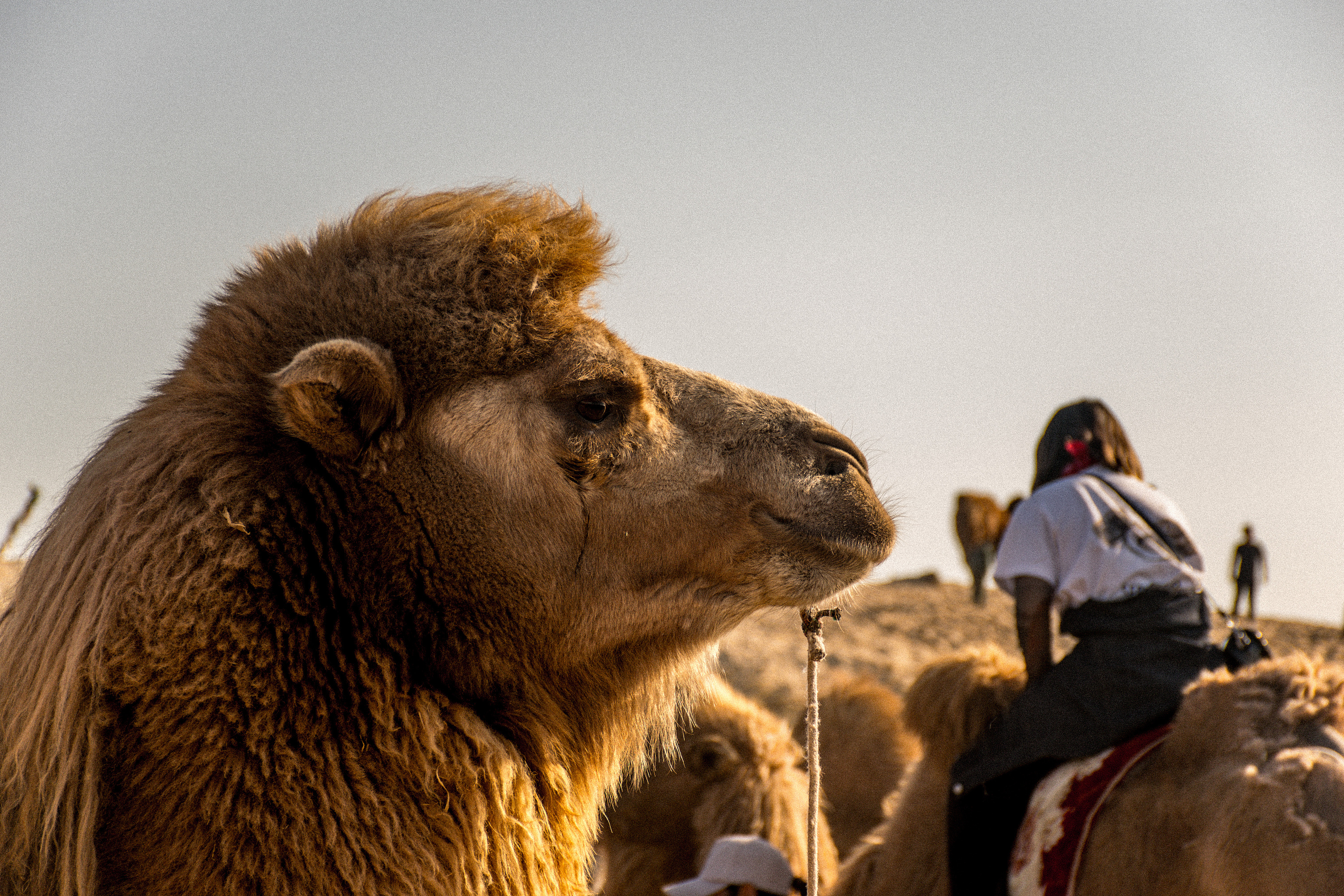【内蒙古额济纳旗--沙漠里的骆驼队摄影图片】内蒙古额济纳旗风光摄影_糊涂印象_太平洋电脑网摄影部落