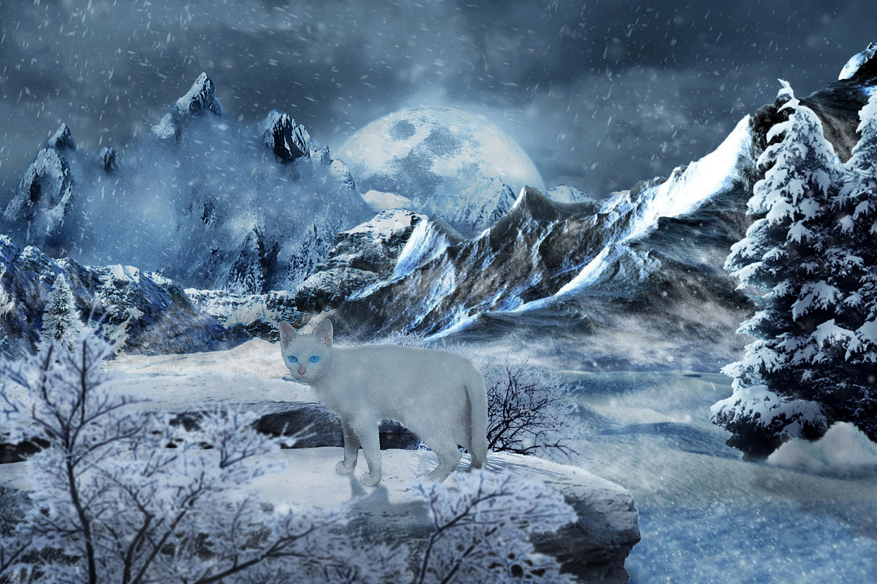 《小白猫》自己养的小白猫，叫十一