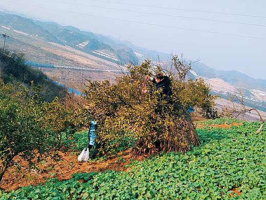 偷橘子的人