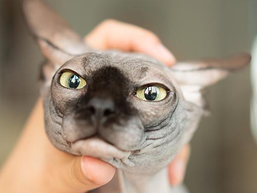 黑太子——無(wú)毛貓（個(gè)人主頁(yè)-ZNTQwNjYzOTI=） - 寵物攝影 - 站酷設(shè)計(jì)師黑黑黑222原創(chuàng)素材 - 站酷ZCOOL