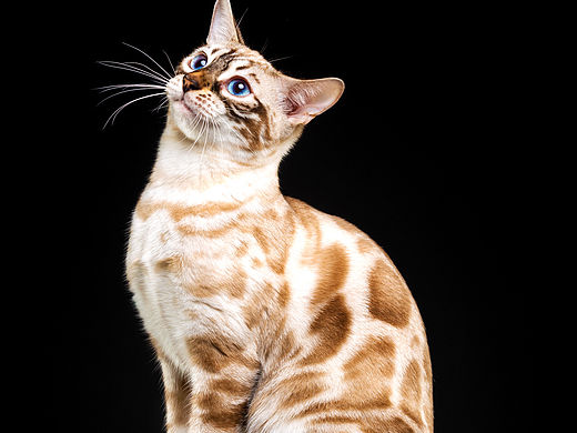 宠物摄影｜赛级猫咪拍摄