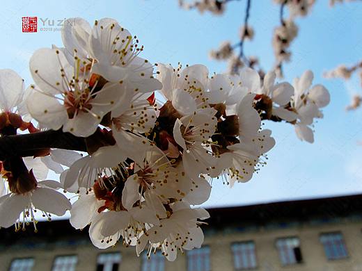 于子熹哈尔滨工程学院“杏花园”摄影采风（个人主页-ZMjc1MTI2NDg=） - 风光摄影 - 站酷设计师发现之美原创素材 - 站酷ZCOOL