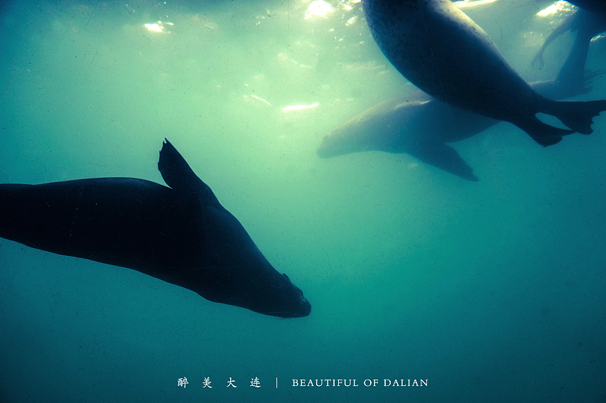 大连之旅 清凉一夏（图ZMTA3NjE0OTI=） - 风光摄影 - 站酷设计师coupon原创素材 - 站酷ZCOOL