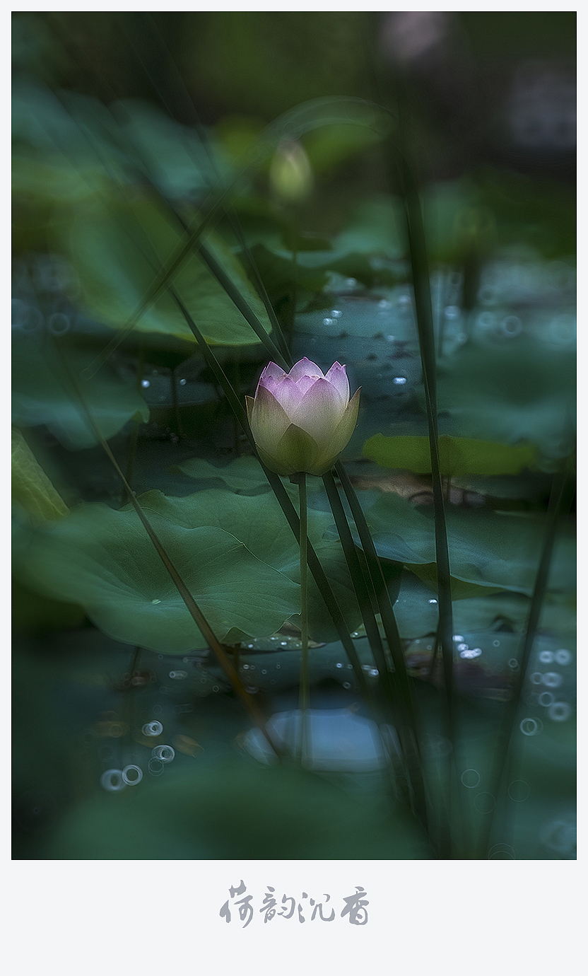 【荷韵沉香】（图ZMjEzNDE1NzQ0） - 风光摄影 - 站酷设计师老陆逍遥原创素材 - 站酷ZCOOL