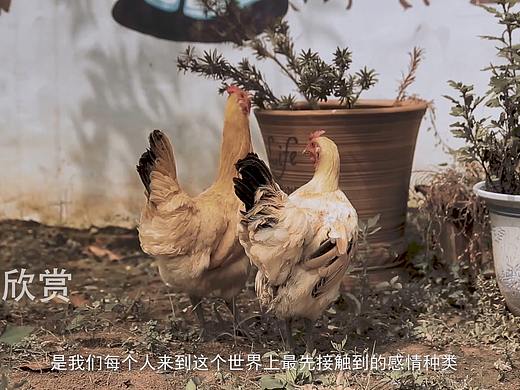原生态：蛋鲜森（山林散养老母鸡/土鸡蛋）-视频