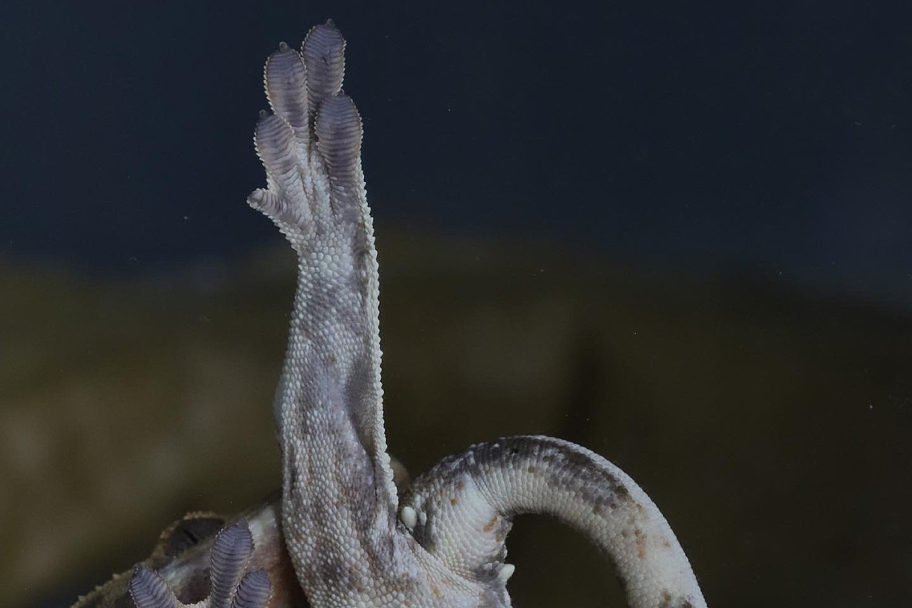 莉莉白3号的日常记录（图ZMjU3OTQwMTQ0） - 其他 - 站酷设计师荞麦居士原创素材 - 站酷ZCOOL