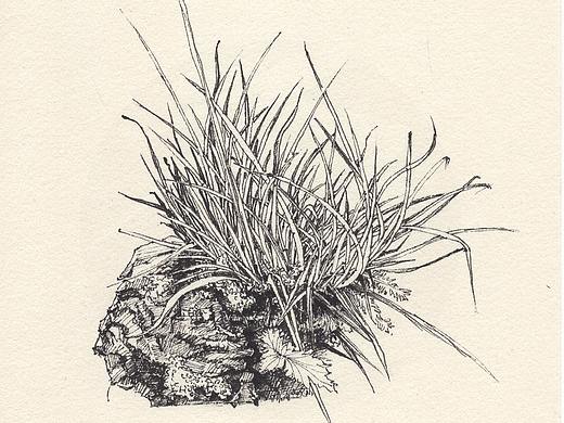 手绘 黑白 植物