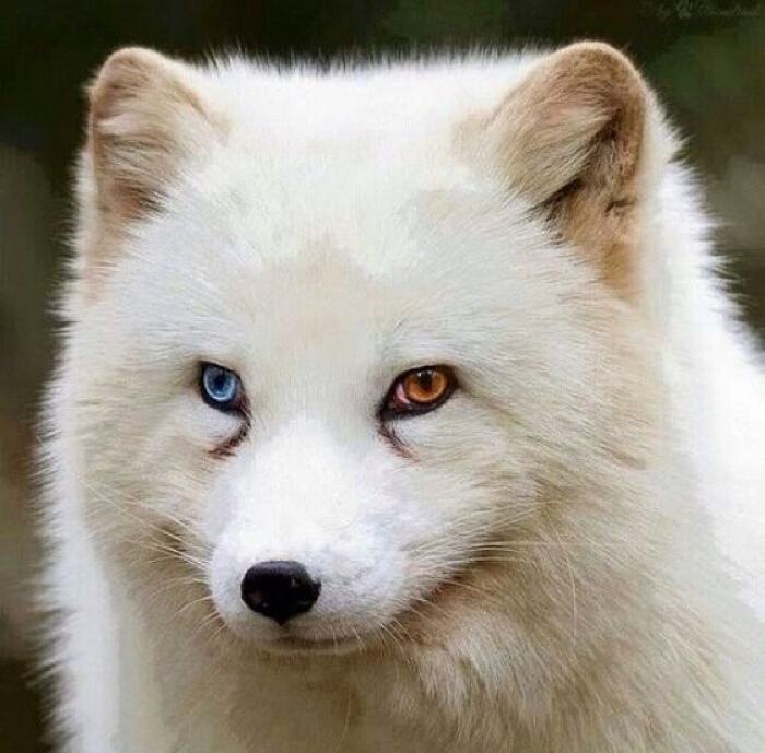 初见一条狗的个人主页（封面预览） - 主页封面设置 - 站酷设计师初见一条狗原创素材 - 站酷ZCOOL