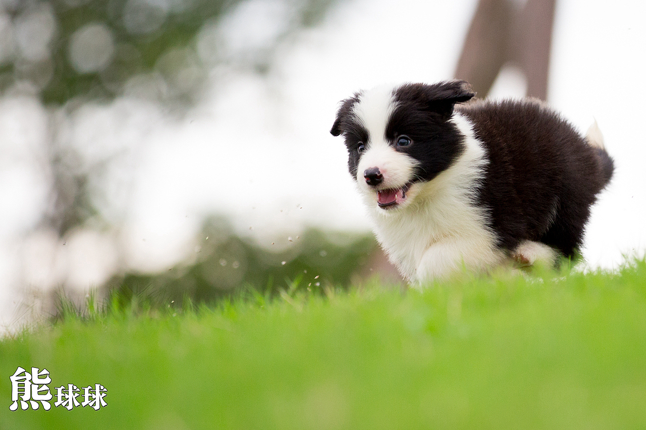 超可爱卖萌的边牧幼犬们！简直萌出血！（图ZMzgzNjM2MDQ=） - 宠物摄影 - 站酷设计师熊球球原创素材 - 站酷ZCOOL