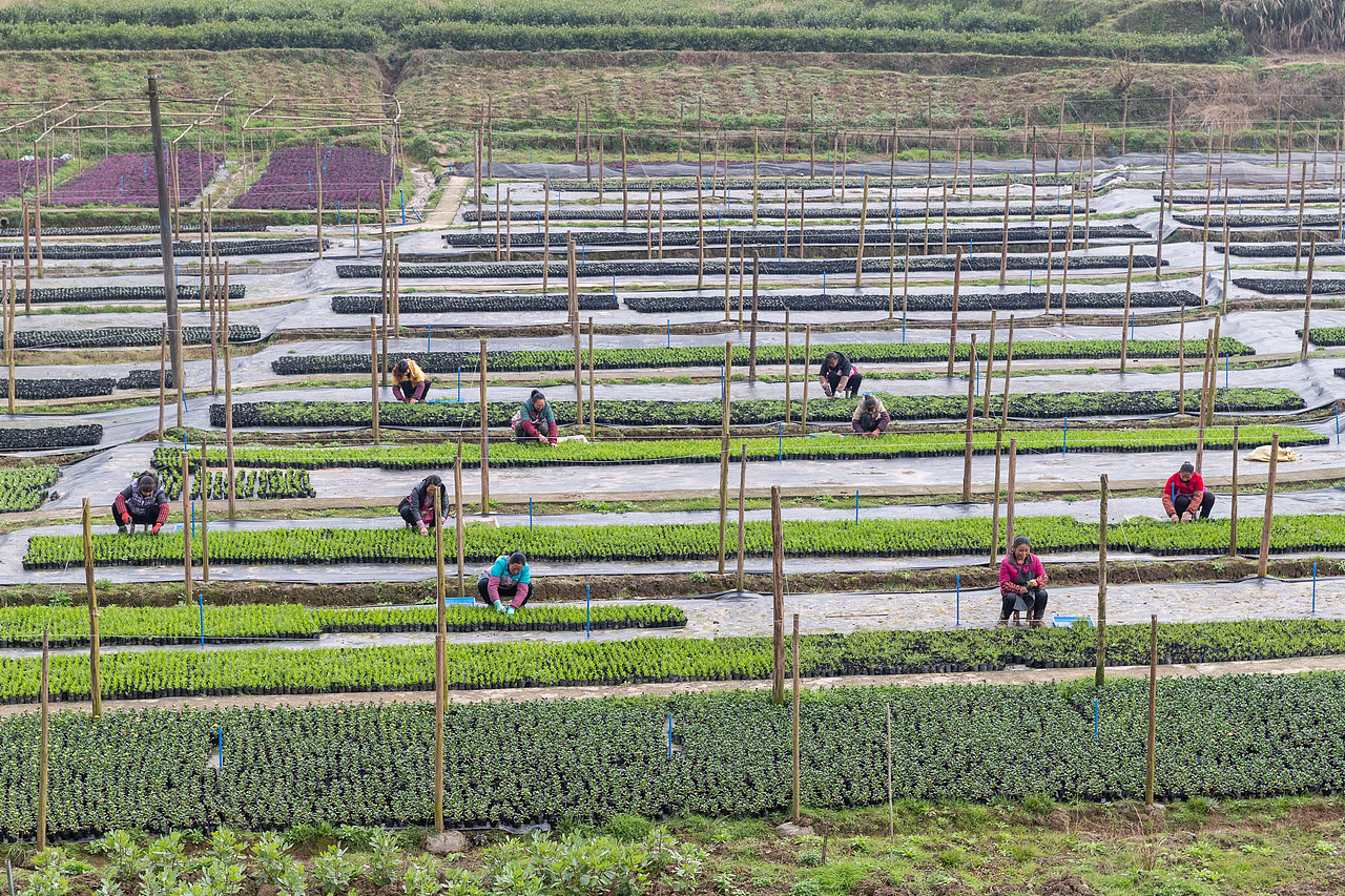 2019年2月21日,重庆市南川区木凉镇汉场坝村村民在南麓原农业有限公司花卉基地里除草。