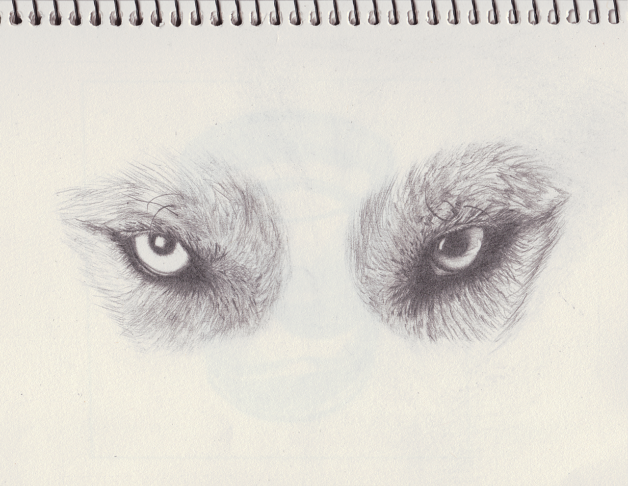 原创作品 (最喜欢的狼的眼神)