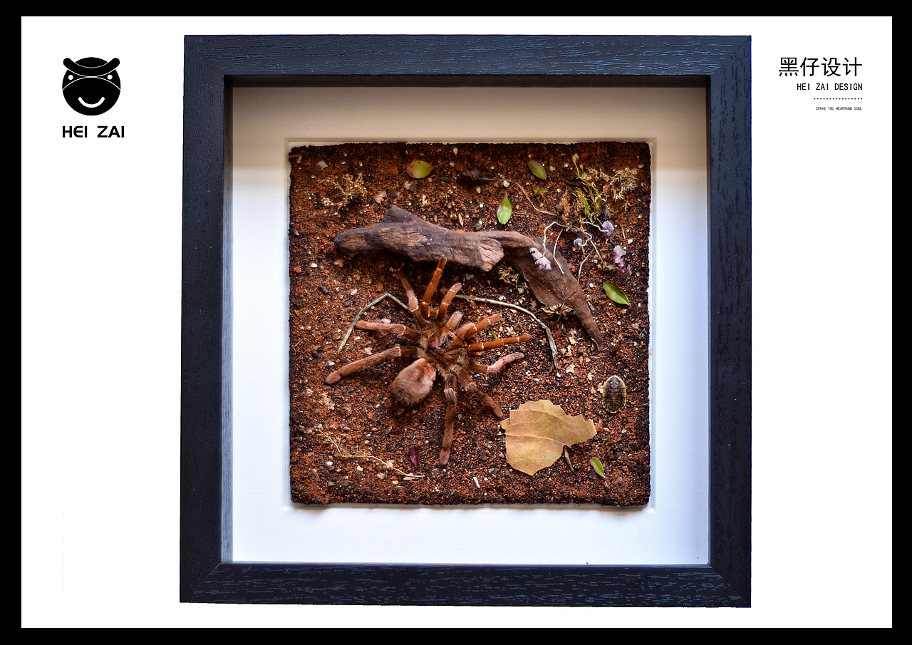 皇帝巴布捕鸟蛛生态标本