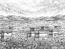 插画