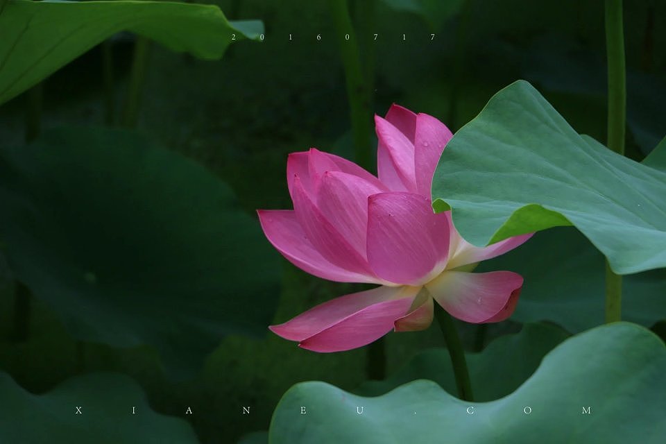 翠湖-荷花-20160717________________