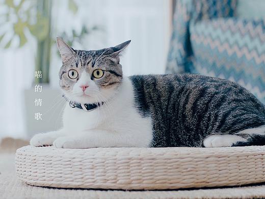 天猫国际 喵的情歌 | 剧情短片