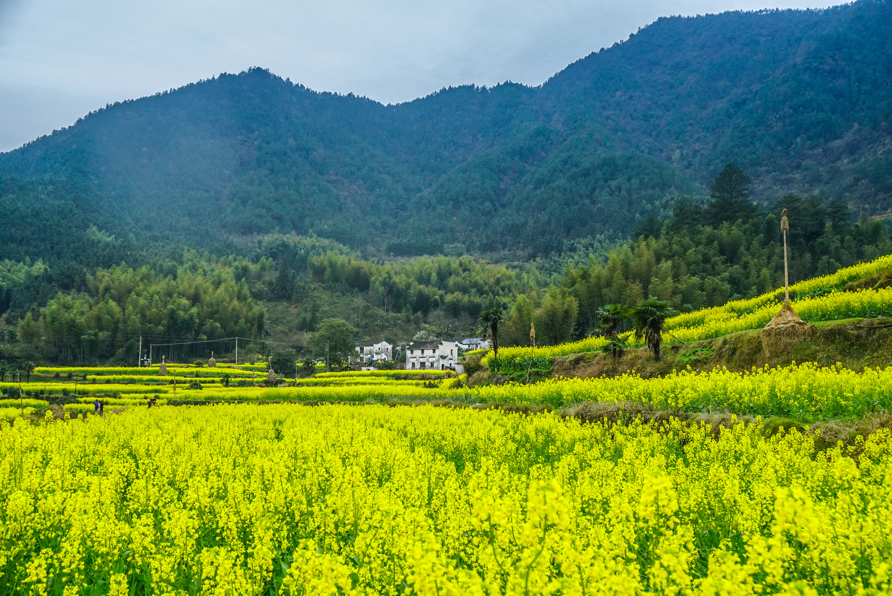 中国最“黄”的春色，婺源油菜花美如画，游客：点赞中国最美乡村_江岭