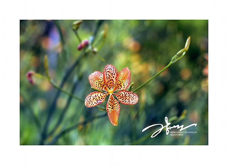 漫步花草间（图ZOTc1NDIzNg==） - 风光摄影 - 站酷设计师听天命原创素材 - 站酷ZCOOL