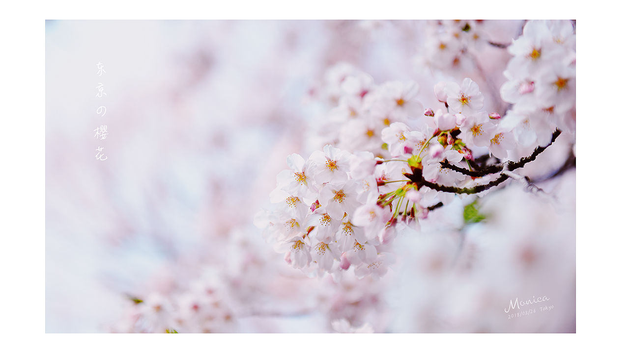 東京の櫻花，爛漫的年華（圖ZMTA5NTA3NjYw） - 風光攝影 - 站酷設計師Miss_Mo原創(chuàng)素材 - 站酷ZCOOL