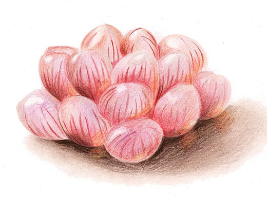 【驴大萌彩铅教程152】手绘多肉玉露—冰灯玉露