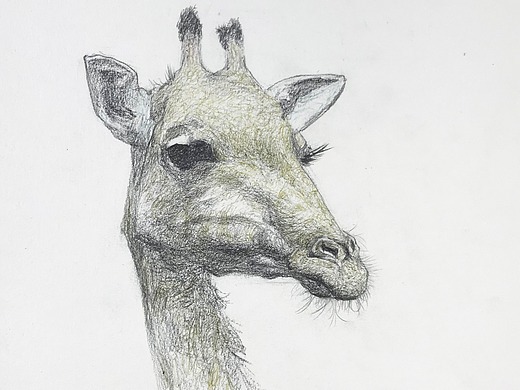 中央美院毕业裴俊飞老师妈妈拉艺术学院速写动物长颈鹿