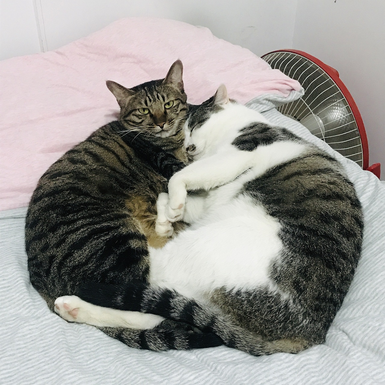 家有三喵（圖ZMTgxODEwNDY4） - 創(chuàng)作習(xí)作 - 站酷設(shè)計(jì)師有貓貍原創(chuàng)素材 - 站酷ZCOOL