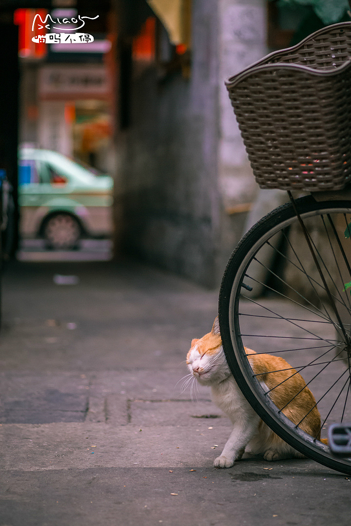 关于“蹭蹭”的另外一个说法是:
<br>宣告这片是他的地盘,欢迎来做客^_^