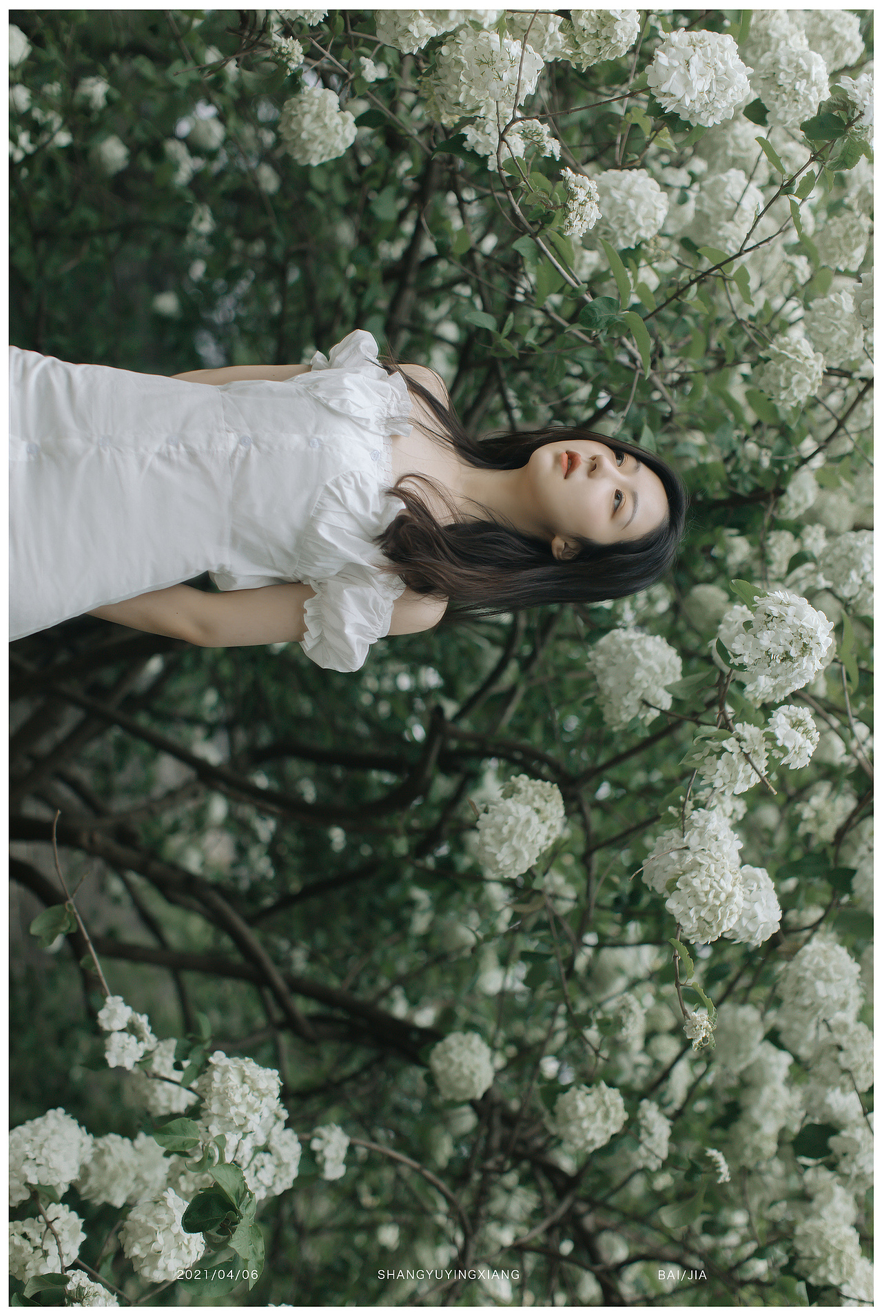 木绣球（图ZMjUxMDg1ODY4） - 人像摄影 - 站酷设计师baiyang421原创素材 - 站酷ZCOOL