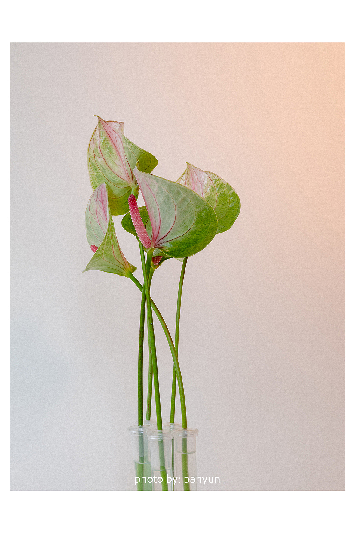 花卉静物创意摄影